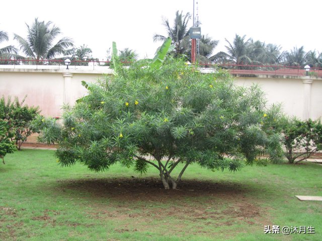 園林綠化是國家戰略，利潤很高，了解行業(yè)標準財富滾滾來(lái)(圖1)
