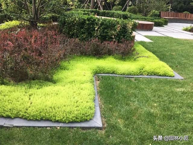 金葉佛甲草在園林景觀(guān)中的應用(圖2)