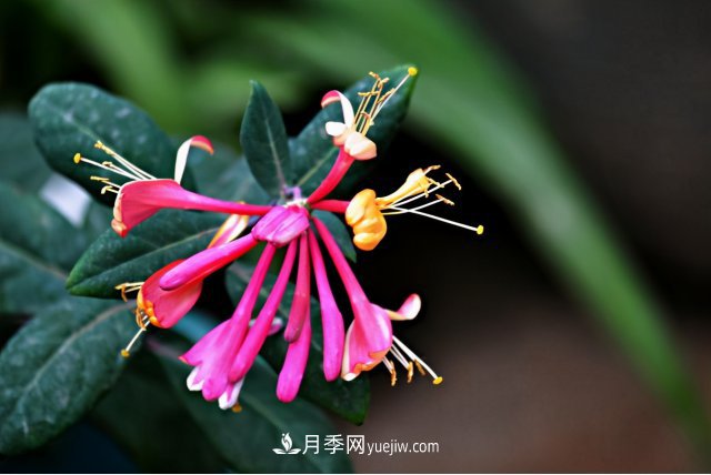 市場(chǎng)前景大好的6種忍冬科植物，你家苗圃有嗎？(圖6)
