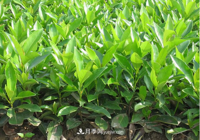 市場(chǎng)前景大好的6種忍冬科植物，你家苗圃有嗎？(圖4)