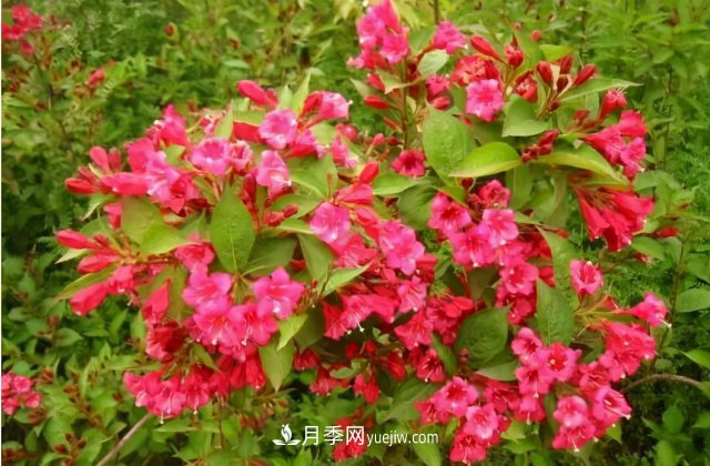 市場(chǎng)前景大好的6種忍冬科植物，你家苗圃有嗎？(圖1)