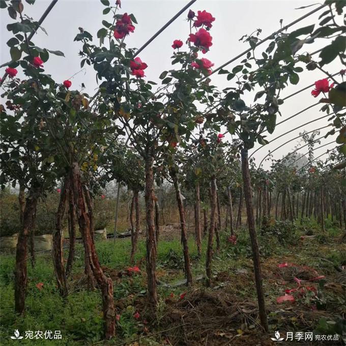 南陽(yáng)精品月季樹(shù)批發(fā)，1-5公分樹(shù)狀月季基地直銷(xiāo)(圖2)