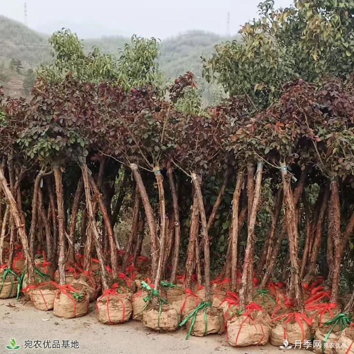 4公分月季樹(shù)批發(fā)，樹(shù)狀月季基地直銷(xiāo)2020年新報價(jià)(圖2)
