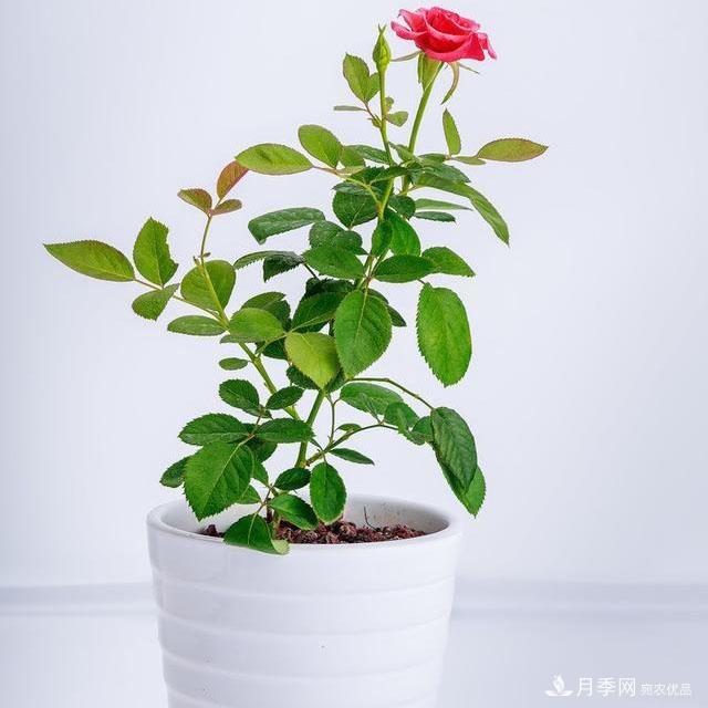 怎么分辨月季的盲枝？月季花盲枝原因以及處理方法(圖2)