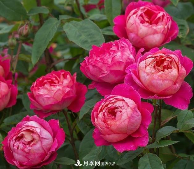 不同品種月季間隔多遠種一顆***合適？太稀影響開(kāi)花效果，太密植株長(cháng)勢不好(圖1)
