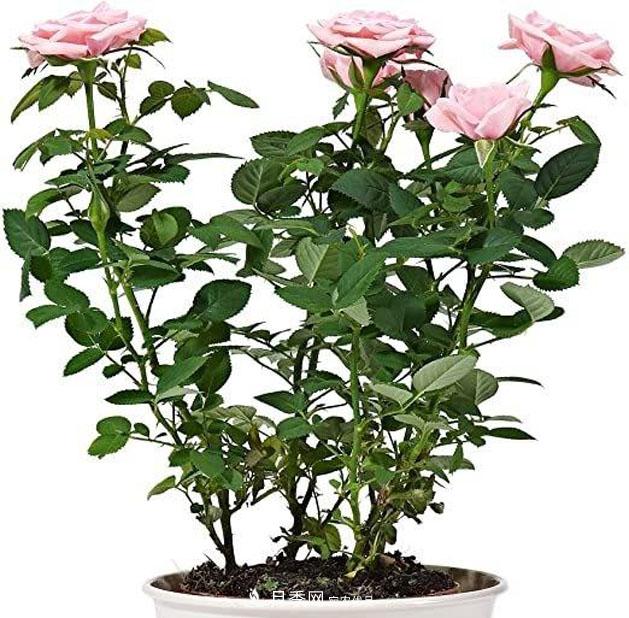 不同品種月季間隔多遠種一顆***合適？太稀影響開(kāi)花效果，太密植株長(cháng)勢不好(圖3)