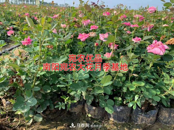 新買(mǎi)的月季養護六部曲(圖1)
