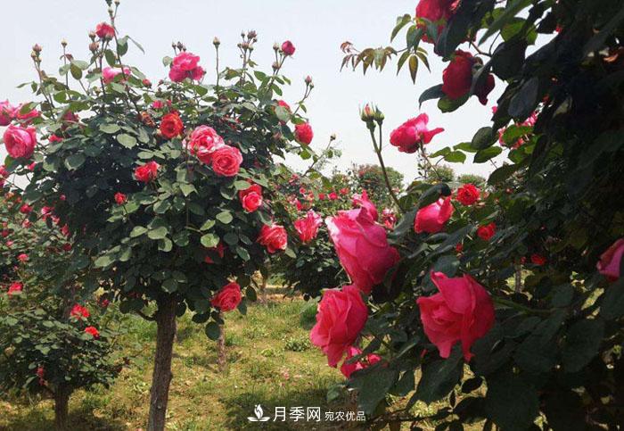 樹(shù)狀月季枯死 怎么回事？(圖1)