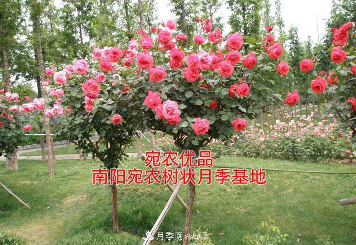 為什么樹(shù)狀月季開(kāi)花少得可憐？注意五點(diǎn)(圖1)