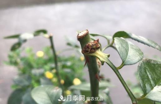 生長(cháng)更強壯，月季打頂怎么做？(圖1)