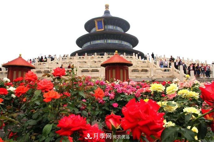月季夫人蔣恩鈿，是她把月季花種到了人民大會(huì )堂(圖6)