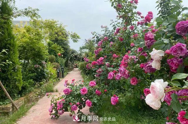 月季爆紅朋友圈！浙江這個(gè)80后男人擁有自己的夢(mèng)幻花園(圖1)