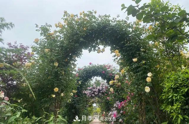 月季爆紅朋友圈！浙江這個(gè)80后男人擁有自己的夢(mèng)幻花園(圖2)