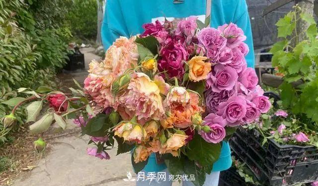 月季爆紅朋友圈！浙江這個(gè)80后男人擁有自己的夢(mèng)幻花園(圖4)