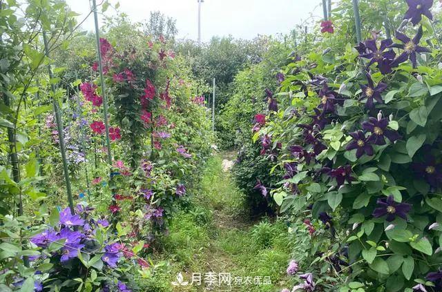 月季爆紅朋友圈！浙江這個(gè)80后男人擁有自己的夢(mèng)幻花園(圖11)