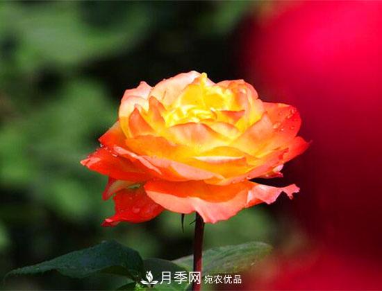 藤本月季有哪些好品種？我推薦這5個(gè)品種(圖4)