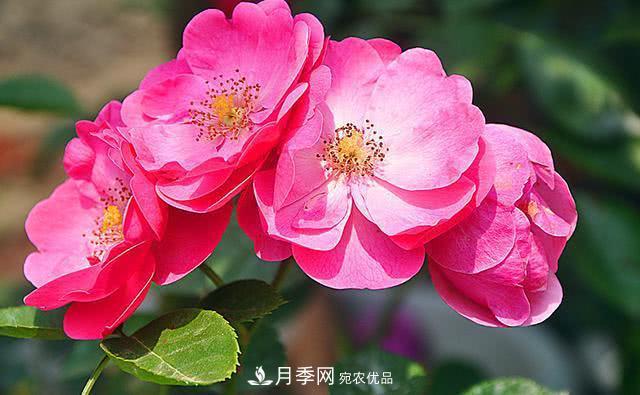 藤本月季有哪些好品種？我推薦這5個(gè)品種(圖1)