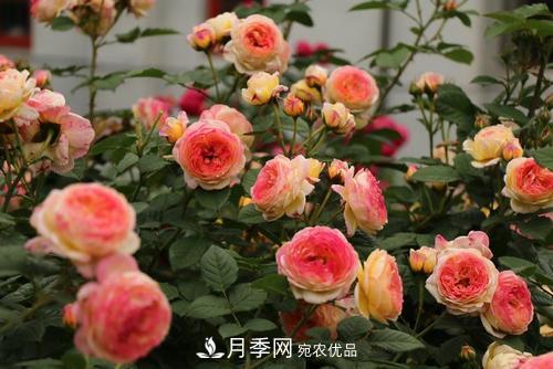 月季十死九個(gè)澇，月季澆水詳細教程在這里！(圖2)