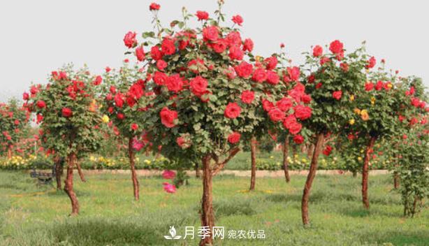 多種選擇，樹(shù)狀月季用什么樹(shù)做樹(shù)樁比較好？(圖2)