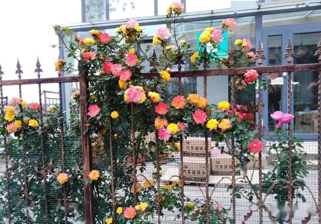 房地產(chǎn)小區綠化用上網(wǎng)紅月季花，怎么樣？業(yè)主贊不絕口(圖2)