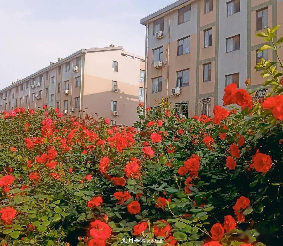 房地產(chǎn)小區綠化用上網(wǎng)紅月季花，怎么樣？業(yè)主贊不絕口(圖4)