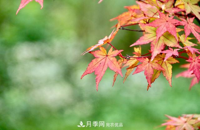 區別紅楓和雞爪槭，帶你認識彩葉苗木雞爪槭(qì)(圖4)