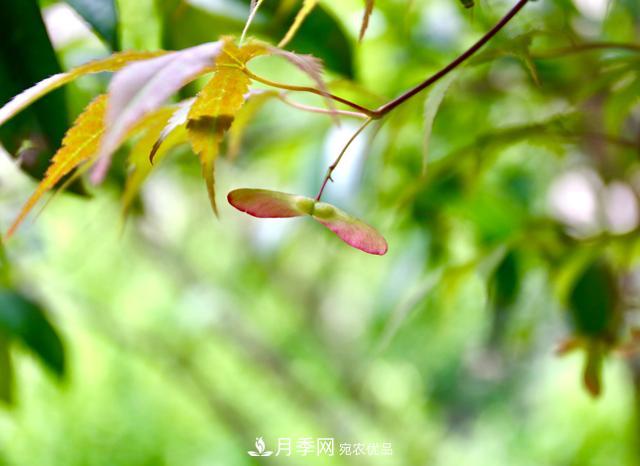 區別紅楓和雞爪槭，帶你認識彩葉苗木雞爪槭(qì)(圖2)