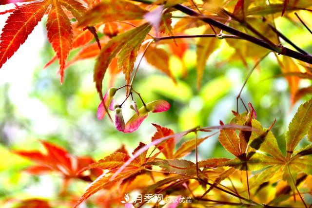 區別紅楓和雞爪槭，帶你認識彩葉苗木雞爪槭(qì)(圖3)