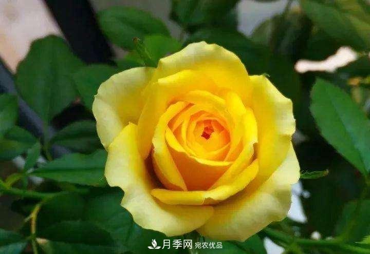 名貴月季十大品種，你養過(guò)哪幾種？(圖1)