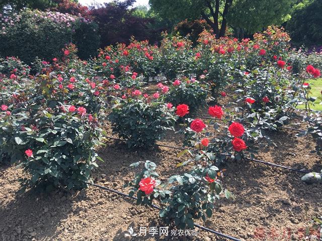 月季移栽需要馬上澆水嗎？(圖2)
