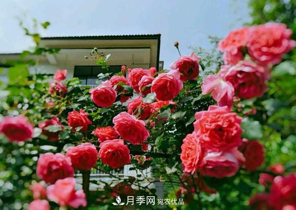 月季拱門(mén)很漂亮，用大游行藤本月季月品種制作很適合(圖1)