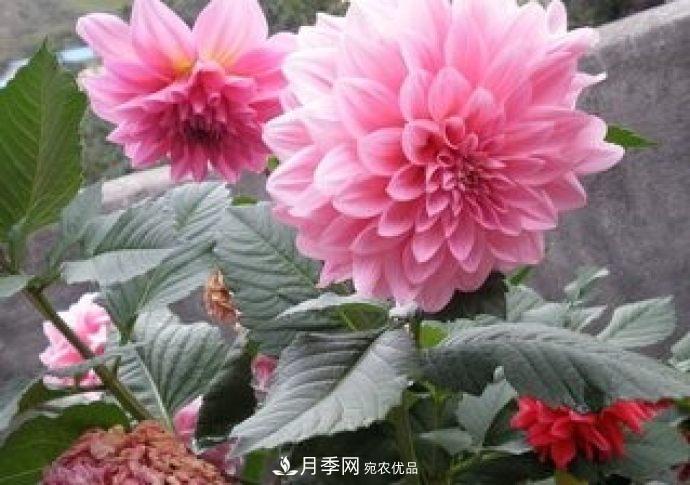 甘肅省種植月季花也能年入800萬(wàn)？生意經(jīng)全在這(圖1)