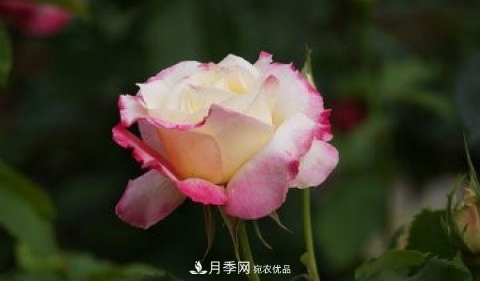 甘肅省種植月季花也能年入800萬(wàn)？生意經(jīng)全在這(圖2)