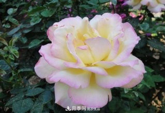 甘肅省種植月季花也能年入800萬(wàn)？生意經(jīng)全在這(圖3)