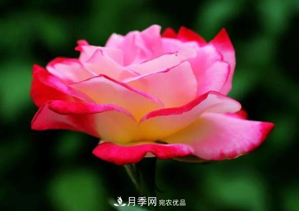 四川成都“高顏值”大花月季上街啦！(圖3)