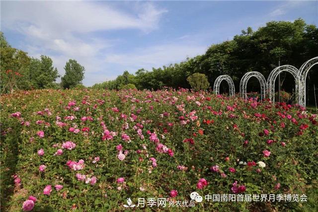 河南西峽縣持續推進(jìn)月季名城建設(圖1)