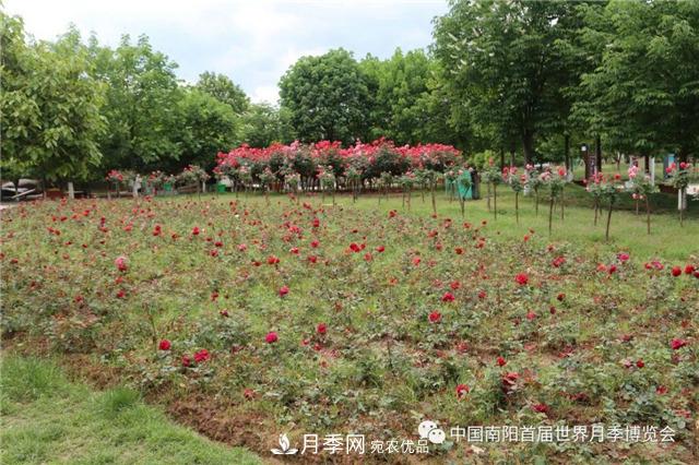 河南西峽縣持續推進(jìn)月季名城建設(圖2)