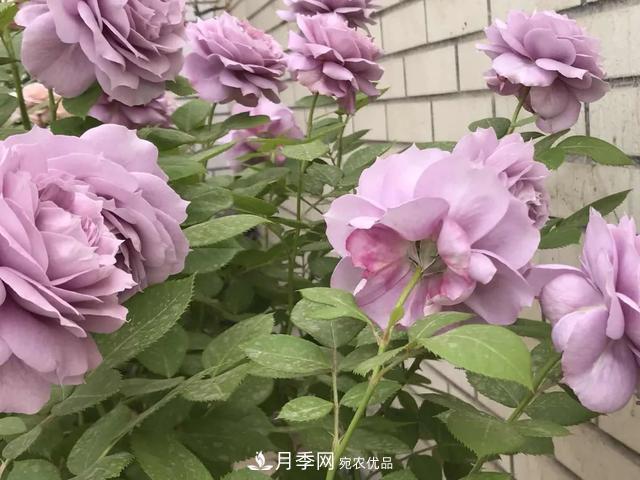 這5款不翻車(chē)的月季，誰(shuí)養誰(shuí)知道！附爆盆養護指南(圖1)