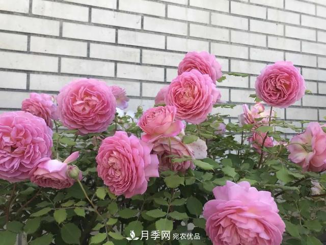 這5款不翻車(chē)的月季，誰(shuí)養誰(shuí)知道！附爆盆養護指南(圖3)