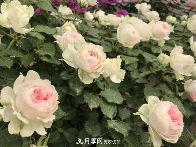 這5款不翻車(chē)的月季，誰(shuí)養誰(shuí)知道！附爆盆養護指南(圖2)