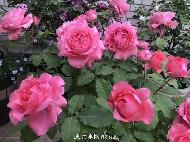 這5款不翻車(chē)的月季，誰(shuí)養誰(shuí)知道！附爆盆養護指南(圖4)