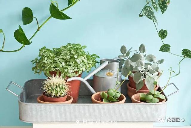八月月季花卉養護，園丁的打理事宜(圖4)