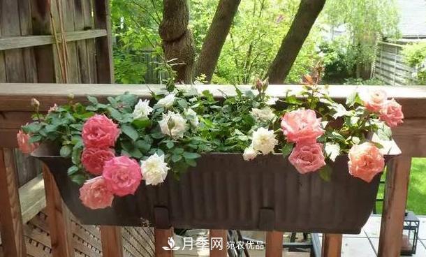 立秋后盆栽月季想要9、10月正常開(kāi)花，注意此4點(diǎn)(圖5)