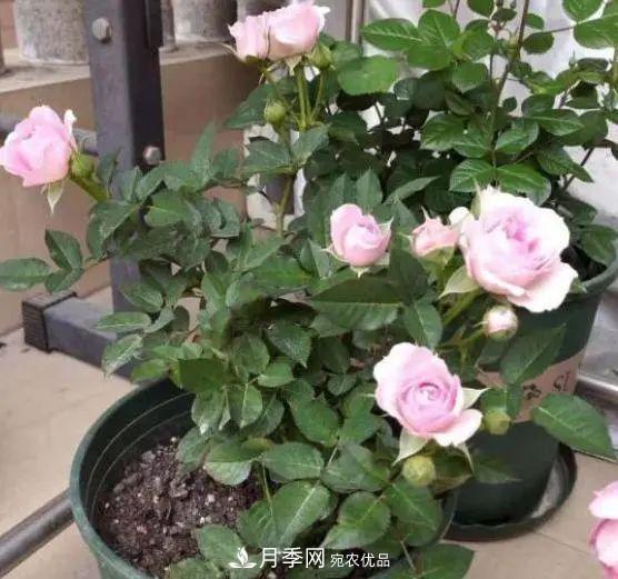 月季滿(mǎn)樹(shù)花苞該不該剪掉？認清“2點(diǎn)”，開(kāi)花又大又漂亮(圖2)