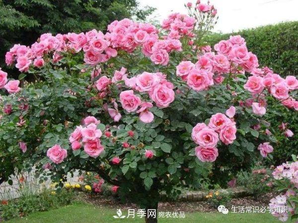 嫁接的月季樹(shù)總是營(yíng)養不良面黃肌瘦？施肥養根才是關(guān)鍵(圖2)