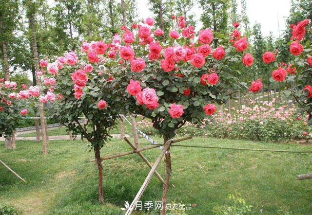 南陽(yáng)月季嫁接樹(shù)干上，花量暴增，長(cháng)成&quot;月季樹(shù)&quot;(圖2)