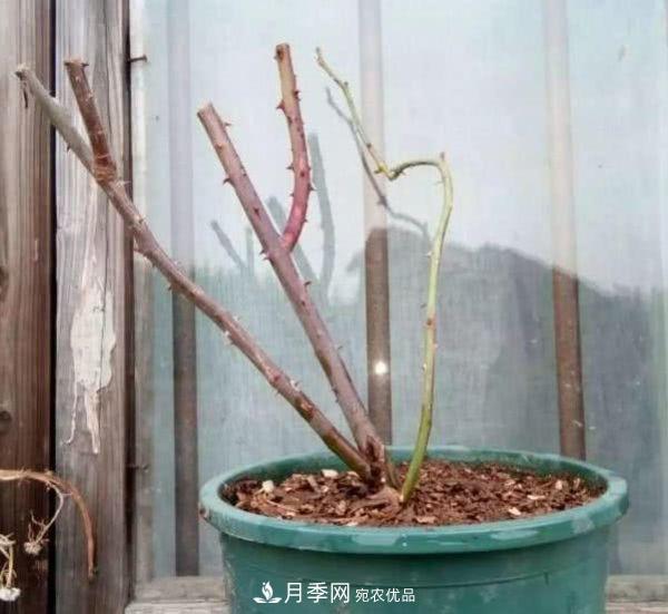 月季撐根桿秒變“月季樹(shù)”，陽(yáng)光曬一曬，開(kāi)成棒棒球！(圖1)