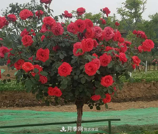 土質(zhì)對于樹(shù)狀月季的生長(cháng)到底有多大影響？(圖1)