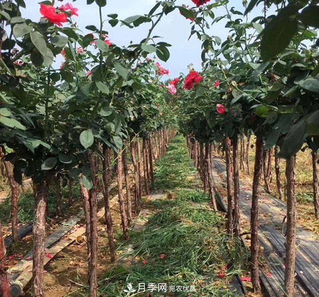 如何識別樹(shù)狀月季盲枝？月季養殖基地有辦法(圖1)
