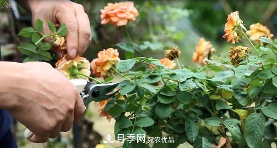 想要月季開(kāi)花多，先養筍，幾個(gè)技巧讓月季快速冒筍芽(圖2)